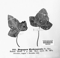 Depazea hedericola image
